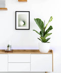 STRIPE-C 14,4W LED-BLUETOOTH®-STRIPE RGB+TW L-3000mm